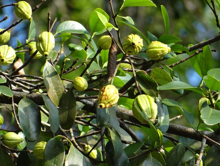 garcinia-cambogia