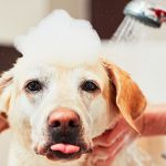 Šampon za pse