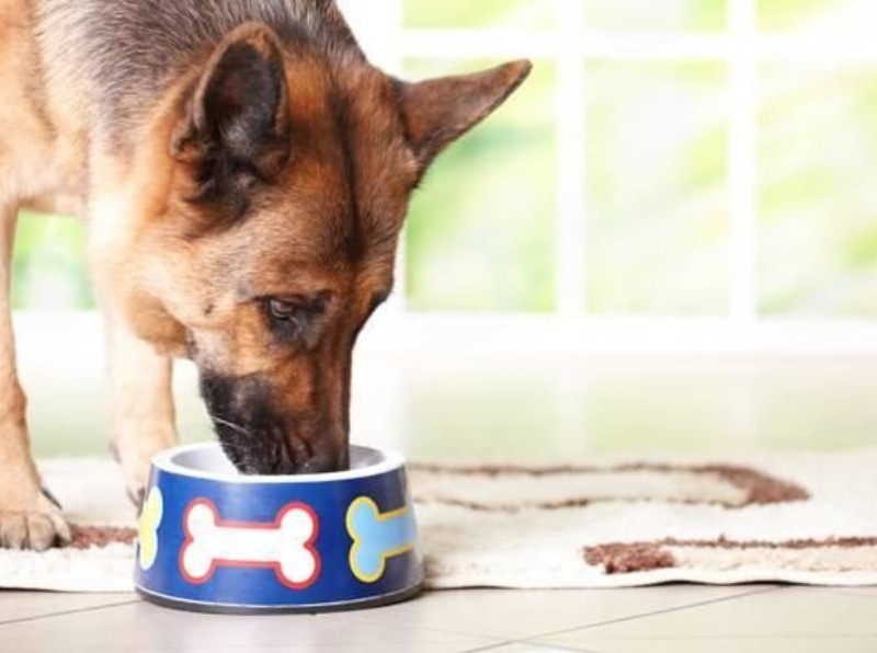 najbolja hrana za se pse u Hrvatskoj može biti suha ili mokra